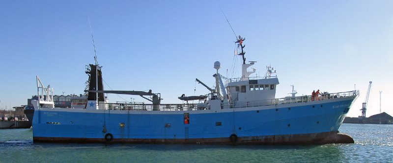 Blue Castor, by Foto: Jonn Leffmann